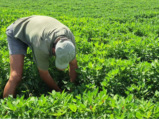 Geckofert Langfos Rock Phosphate
