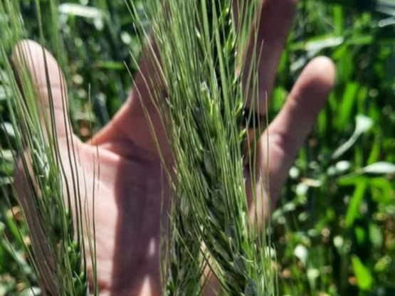 Geckofert Langfos Rock Phosphate