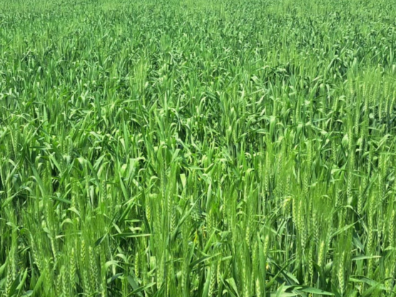 Geckofert Langfos Rock Phosphate